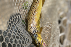 IMG_8434-e1750597429470