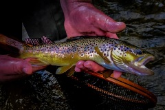 Kip-Paint-Creek-Brown_-3