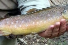 Largest_Clinton_River_Brown_