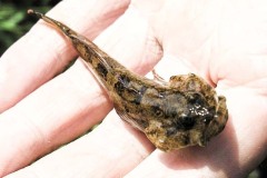 Sculpin