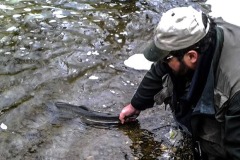 Steelhead_release_